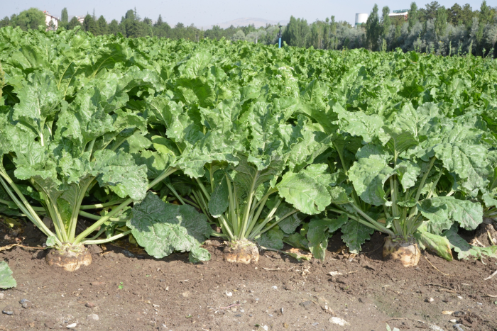 Şeker Fabrikası Pancarda Kota Eksikliğinden Oluşan Cezayı Kaldırdı