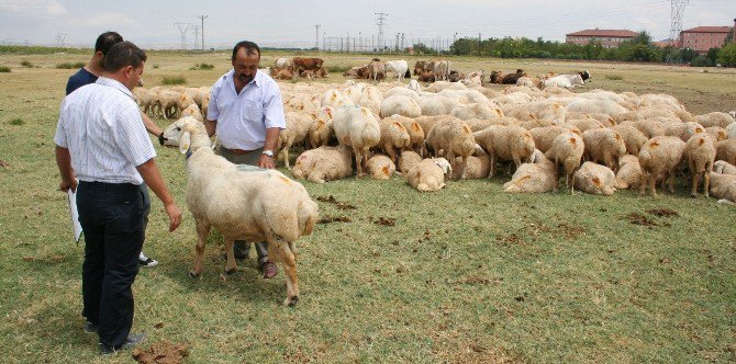 Akraba Çiftleşmesi Hayvanlarda Da Sakat Doğum Ve Ölüme Neden Oluyor