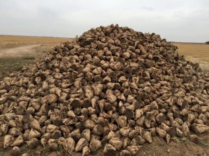 Üretici, pancar taban fiyatının açıklanacağı tarihi merakla bekliyor