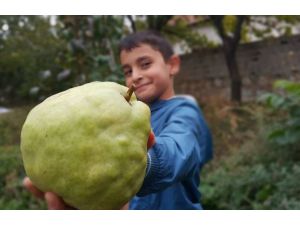 Aksaray’da 1 Kilogram Ağırlığında Armut