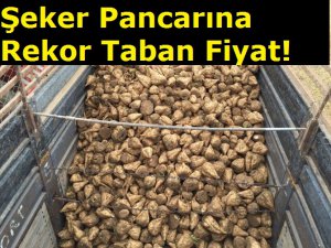 Şeker Pancarına Rekor Taban Fiyat!