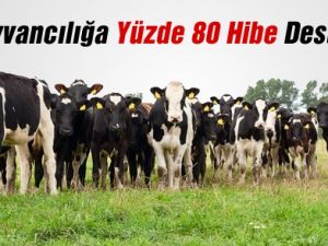 Hayvancılığa % 80 Hibe Desteği