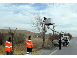 Cihanbeyli’de Ağaçlar Budanıyor