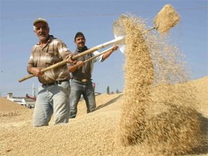 Çiftçi elinden çıkardı, buğday fiyatları yükseldi