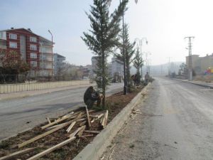 Beyşehir’de Yeşillendirme Çalışmaları Sürüyor