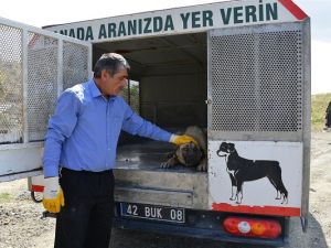 Meram’da Sahipsiz hayvanlar yalnız değil