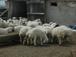 Doğum mesaisi başladı!