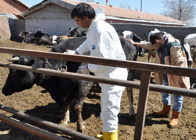 Aksaray’da A Nepal Tipi Virüs Aşıyla Yok Edildi