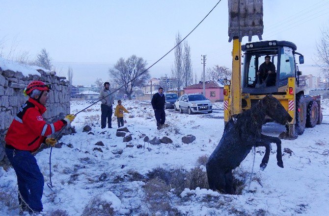 Foseptik Çukuruna Düşen Tayı Kurtarma Operasyonu