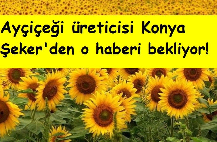 Ayçiçeği üreticisi Konya Şeker'den o müjdeli haberi bekliyor!