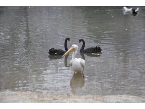 Yiyecek Bulamayan Pelikan Kuğulu Park’a Bırakıldı