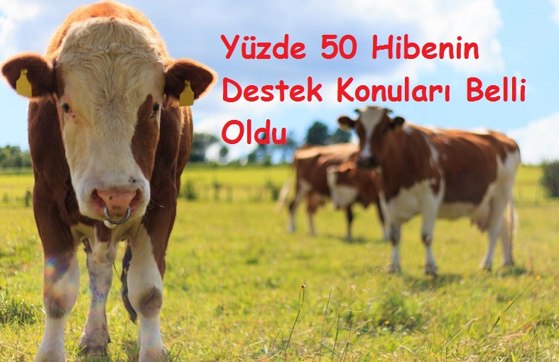 Yüzde 50 Hibenin Destek Alanları Belli Oldu