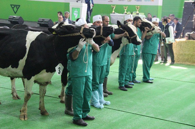 Konya’da Damızlık İnek Güzellik Yarışması