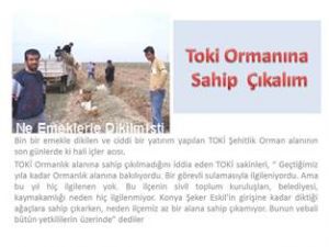 Toki Ormanına  Kim Sahip Çıkacak