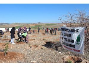 Beyşehir OSB’de Fidan Dikimi