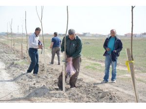 Yenikent’te 6 Bin Fidan Toprakla Buluşturuldu