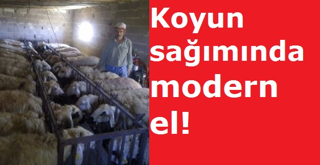 Koyun sağımında modern el!