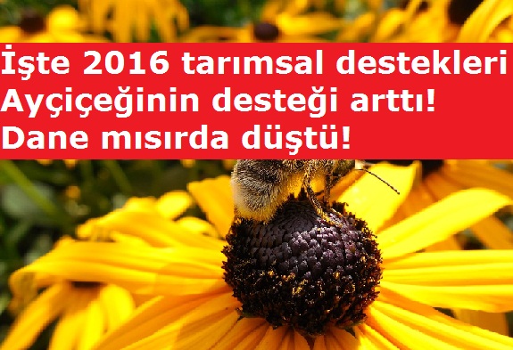 İşte 2016 tarımsal destekleri!