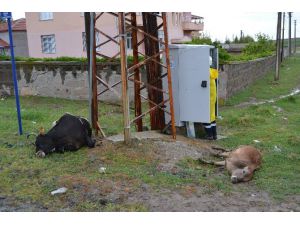 Elektrik Akımına Kapılan Hayvanlar Telef Oldu