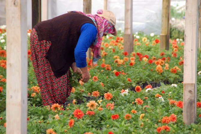 Sıcak Hava Seraya Yaradı