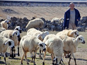 Evlenemeyen Aksaraylı Çobanların İsyanı