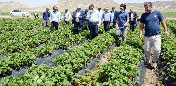 Tarım İşçisi Olarak Geldiği Aksaray'da Bir İlki Gerçekleştirdi