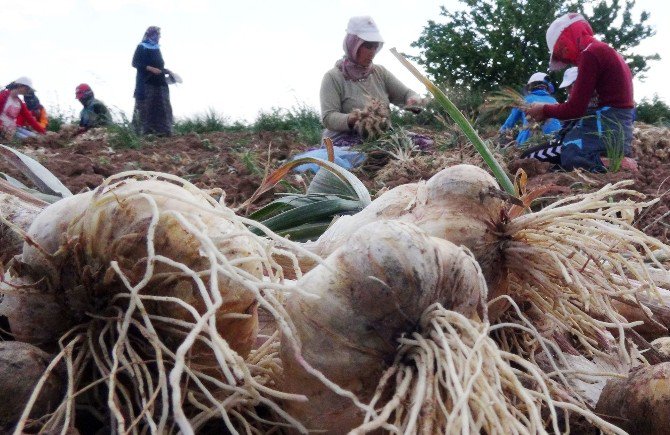 Aksaray’da Çiftçilerin Olmaz Dediği Sarımsak Şimdi Türkiye Dördüncüsü