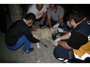 Yaralı köpeğe hastane bahçesinde yardım