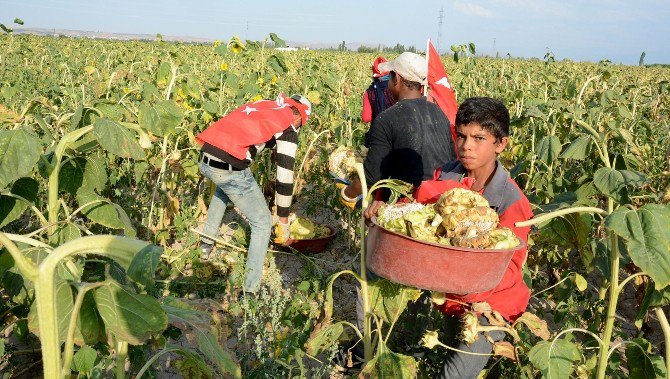 Urfalı tarım işçilerinden birlik beraberlik mesajı