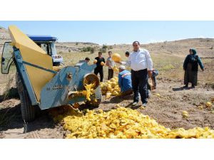 Aksaray’da çerezlik kabak çekirdeği hasadı başladı