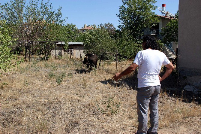 Kaçan kurbanlık sahibini peşinden koşturdu