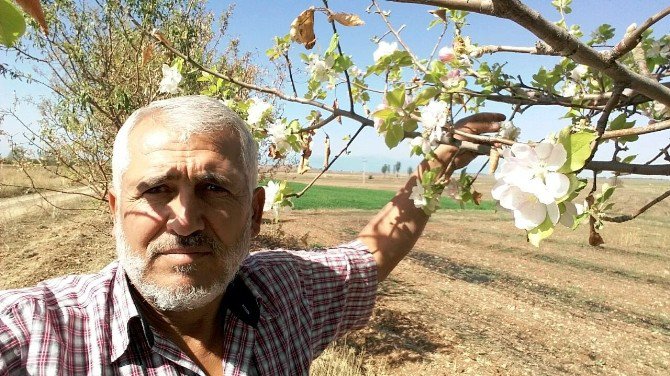 Sonbaharda çiçek açan elma ağacı şaşırttı