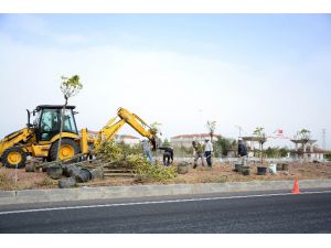 Aksaray-Konya Karayolu’na 300 adet ağaç dikiliyor