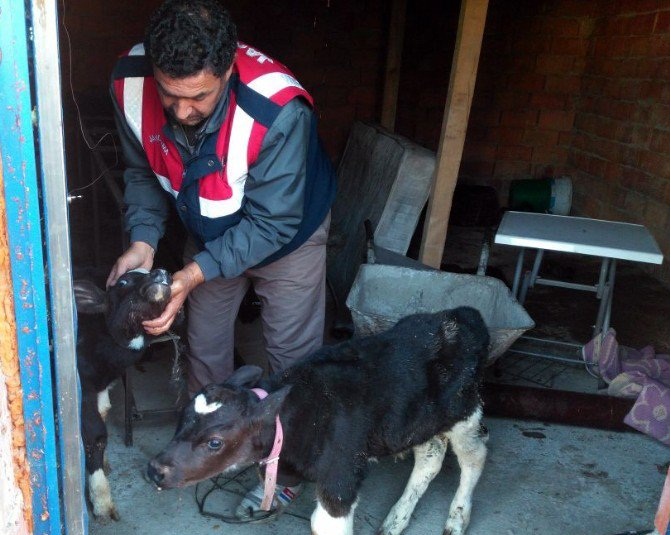 Konya’da çalınan hayvanlar Afyonkarahisar’da bulundu