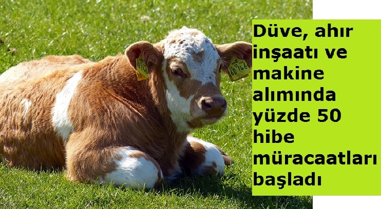 Düve, inşaat ve makine alımında yüzde 50 hibe imkanı