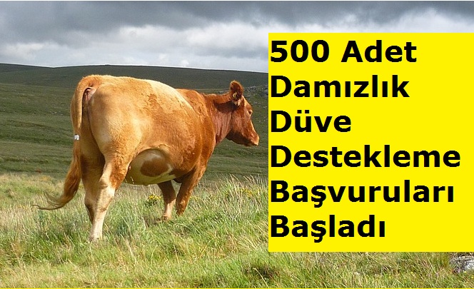 500 Adet Damızlık Düve Destekleme Başvuruları Başladı