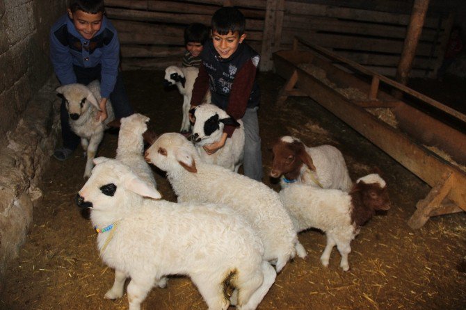 Aksaray’da koyunlar kuzulama dönemine başladı