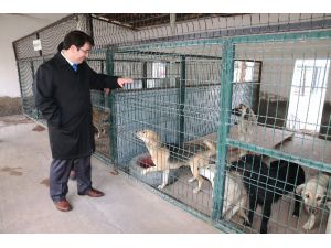 Aksaray Belediyesi sokak hayvanlarını unutmadı