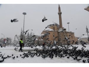 Konya Büyükşehir Belediyesi kuşlara ve sahipsiz hayvanlara yem bırakıyor