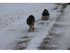 Köpekli kızak keyfi