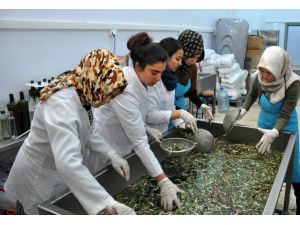 NEÜ Gıda Mühendisliği Bölümü zeytinyağı üretmeye başladı