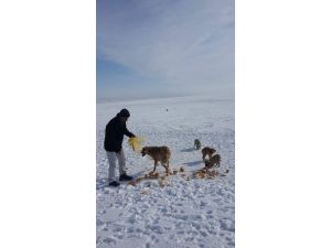 Kulu’da hayırsever bir vatandaş aç köpekleri ekmekle doyurdu