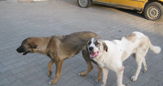 Sokak Köpekleri Tehlike Yaratıyor.