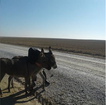 Dayıkuyusu'da kaybolan eşekler bakın nerede bulundu?