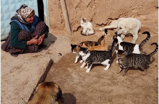 Merhamet ana! Aç kalan sokak hayvanlarına analık yapıyor!