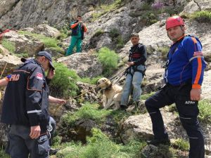 7 gündür dağda mahsur kalan çoban köpeği Pulsar kurtarıldı