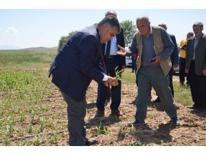 Ereğli’de dolu yağışının ardından arazide incelemeler sürüyor