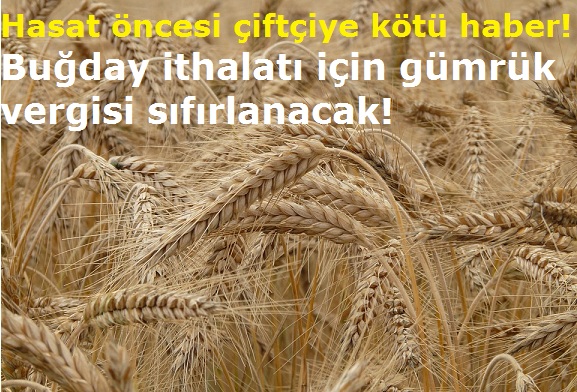 Hasat öncesi çiftçiye kötü haber! Buğday ithalatı için gümrük vergisi sıfırlanacak!