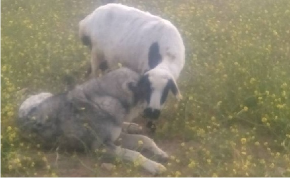 Koyunla köpeğin ilginç dostluğu