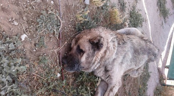 Eskil'de yılanın ısırdığı çoban köpeği telef oldu